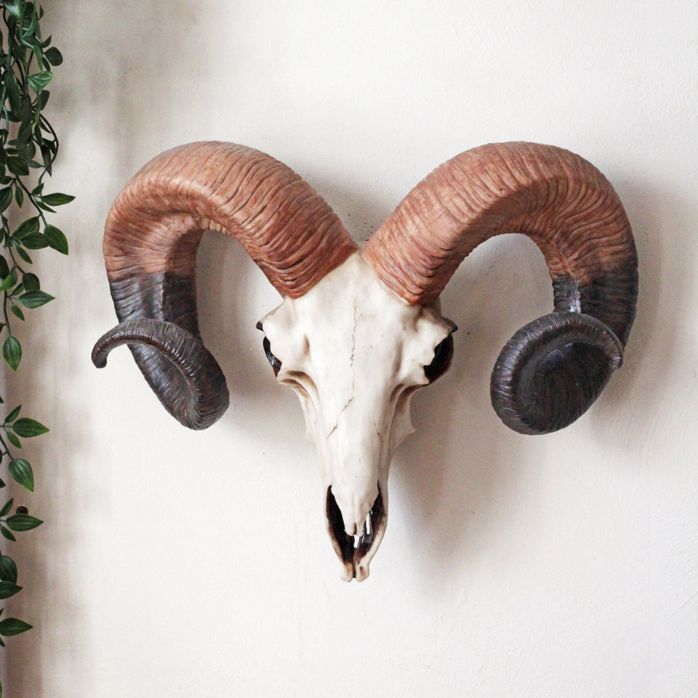 Decorative Ram Skull Wall Head
