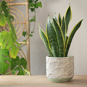 Leaf Vase and Plant Pots
