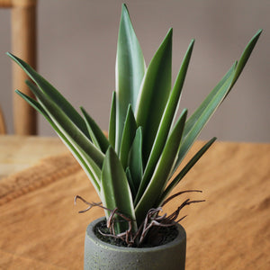 Faux Potted Agave