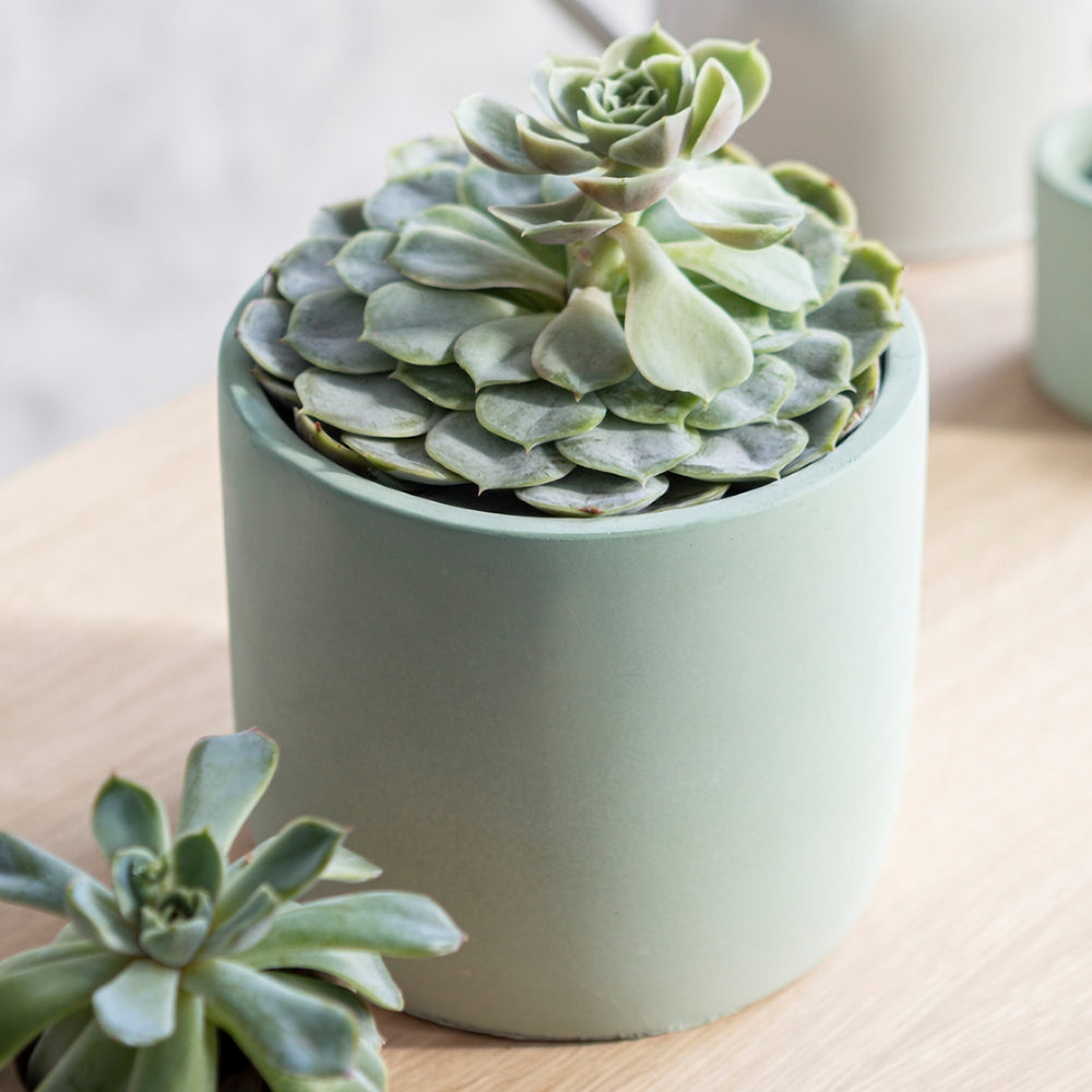 Cement Planters in Clay