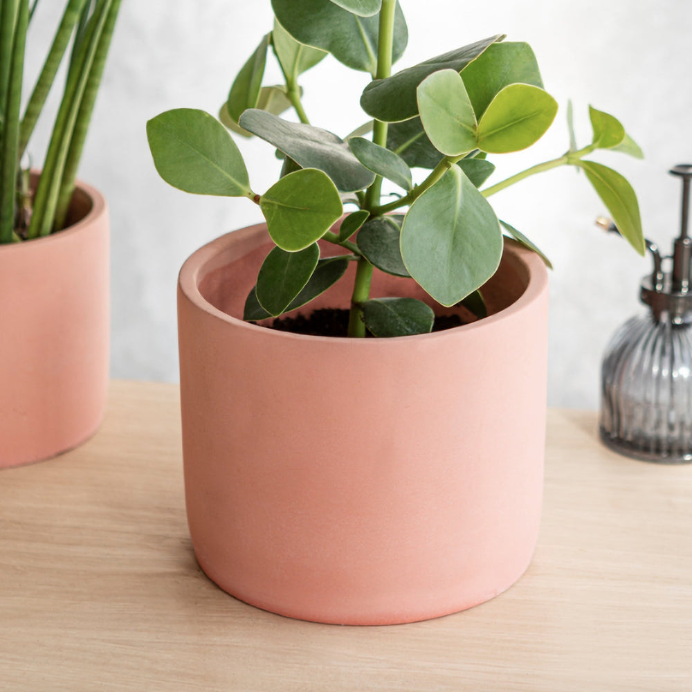 Cement Planters in Pink