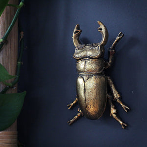 Wall Beetles
