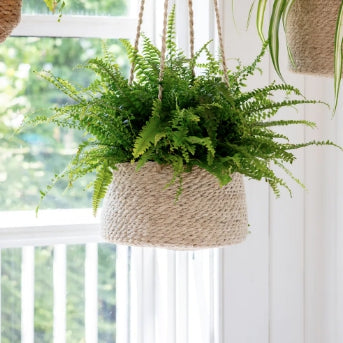 Jute and Seagrass Hanging Planters